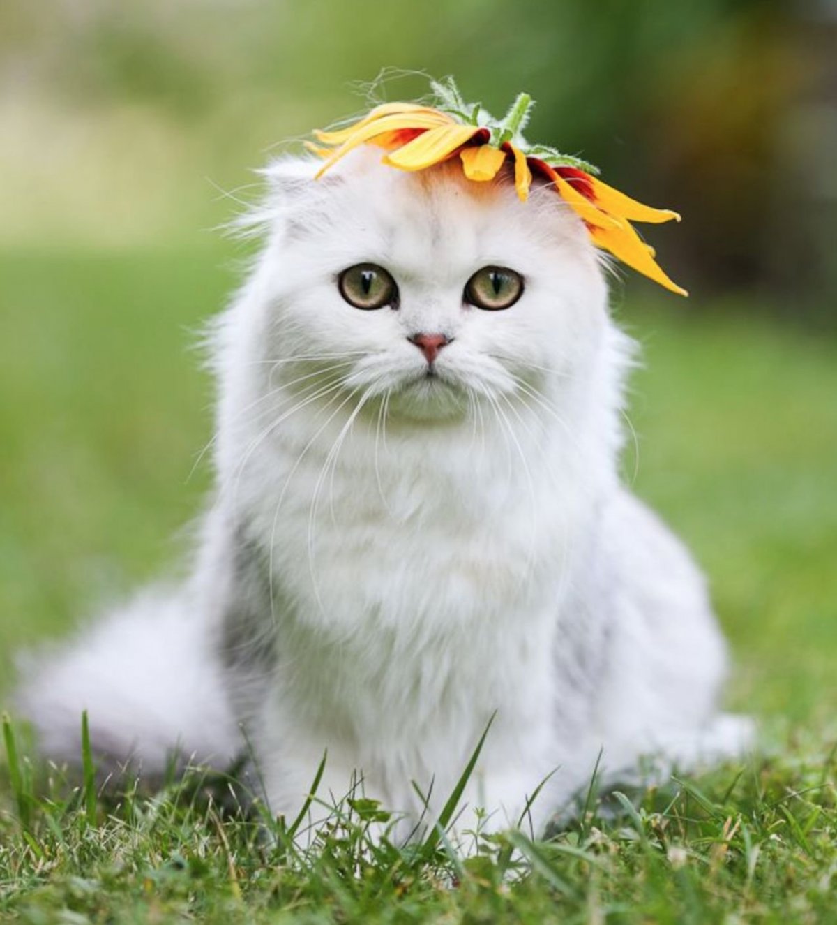 Счастливая кошка