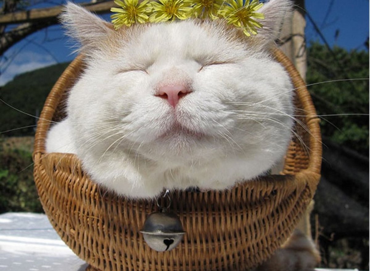 Довольная морда кота