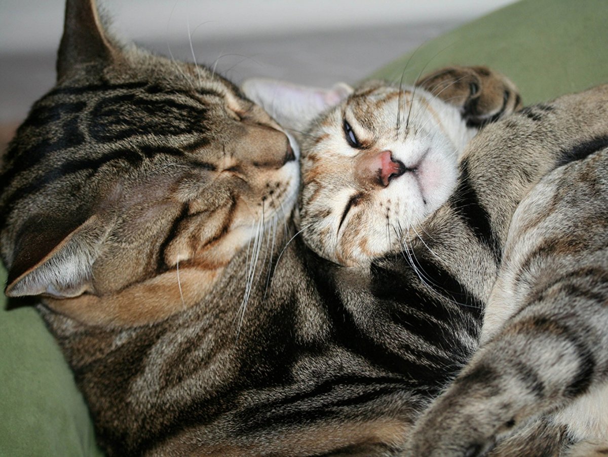 Весна и котики