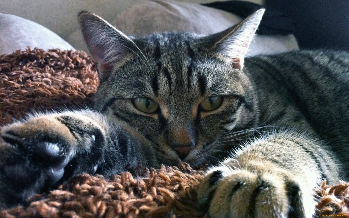 Красивые кошечки