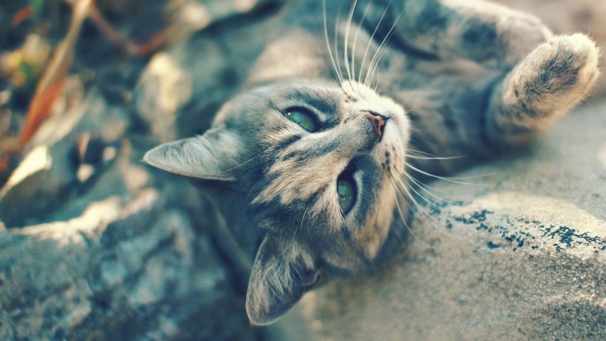 Довольный котик