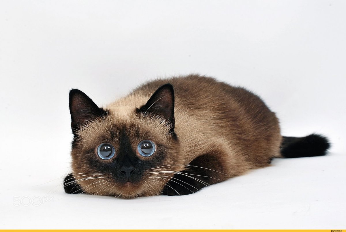 Серо белый кот с голубыми глазами