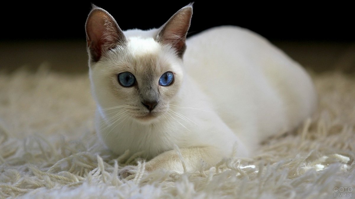 Бирманская Сиамская порода кошек
