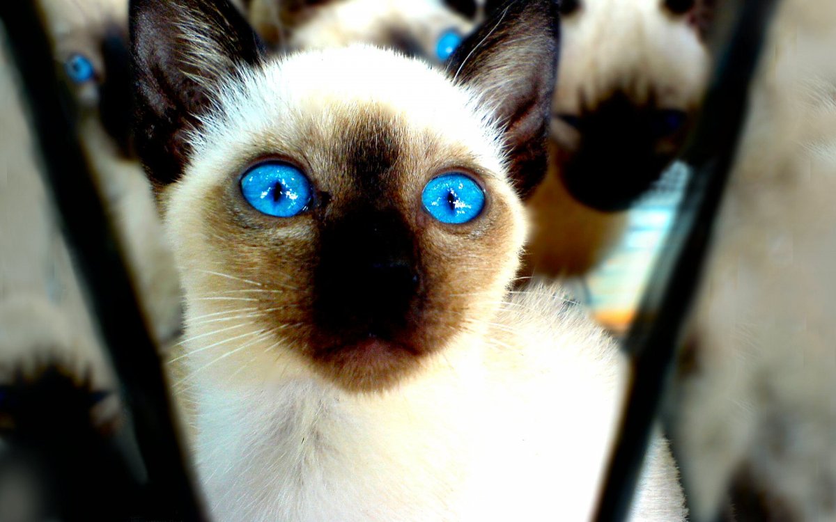 Обои с котиками