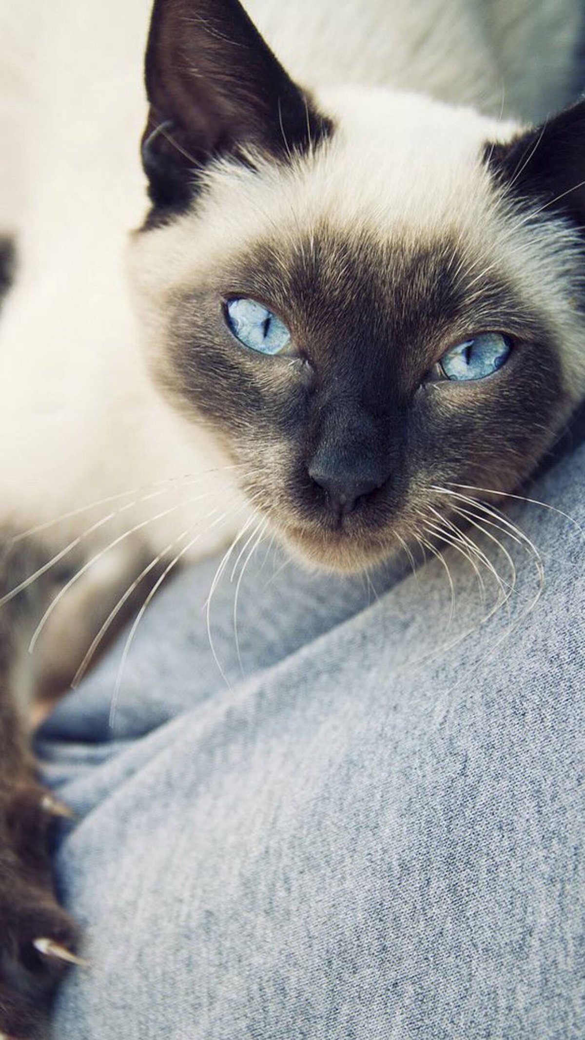 Сиамская беспородная кошка