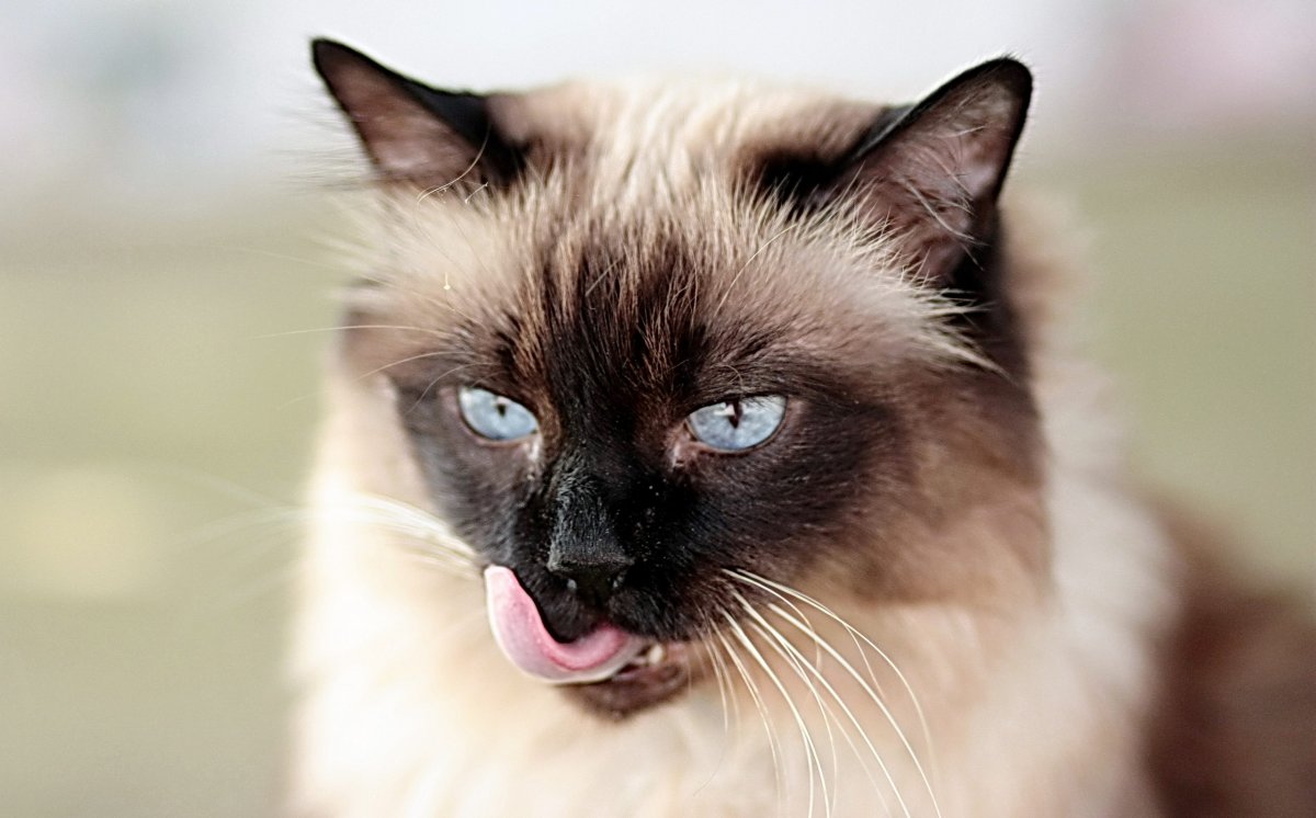 Сиамская кошка с большими ушами