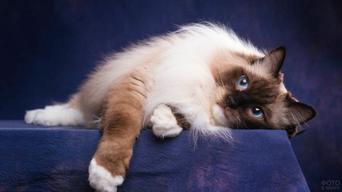 Бирманская Сиамская кошка