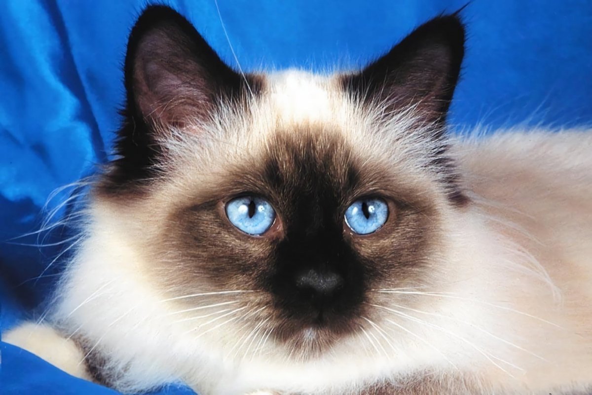 Сиамская кошка обои