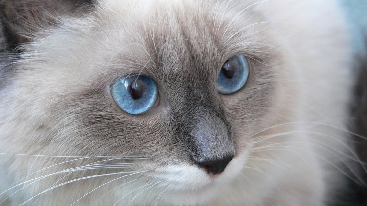 Бурманская кошка с голубыми глазами