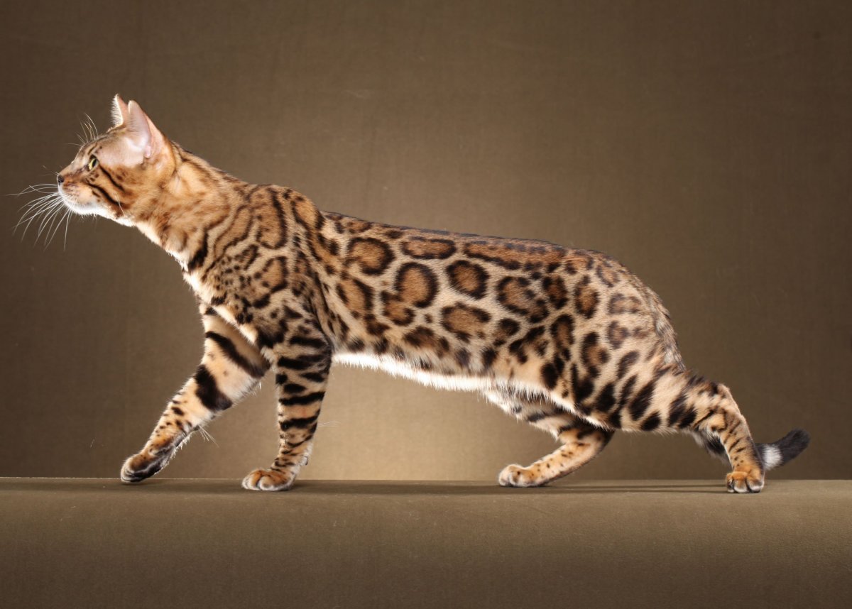 Редкие окрасы бенгальских кошек