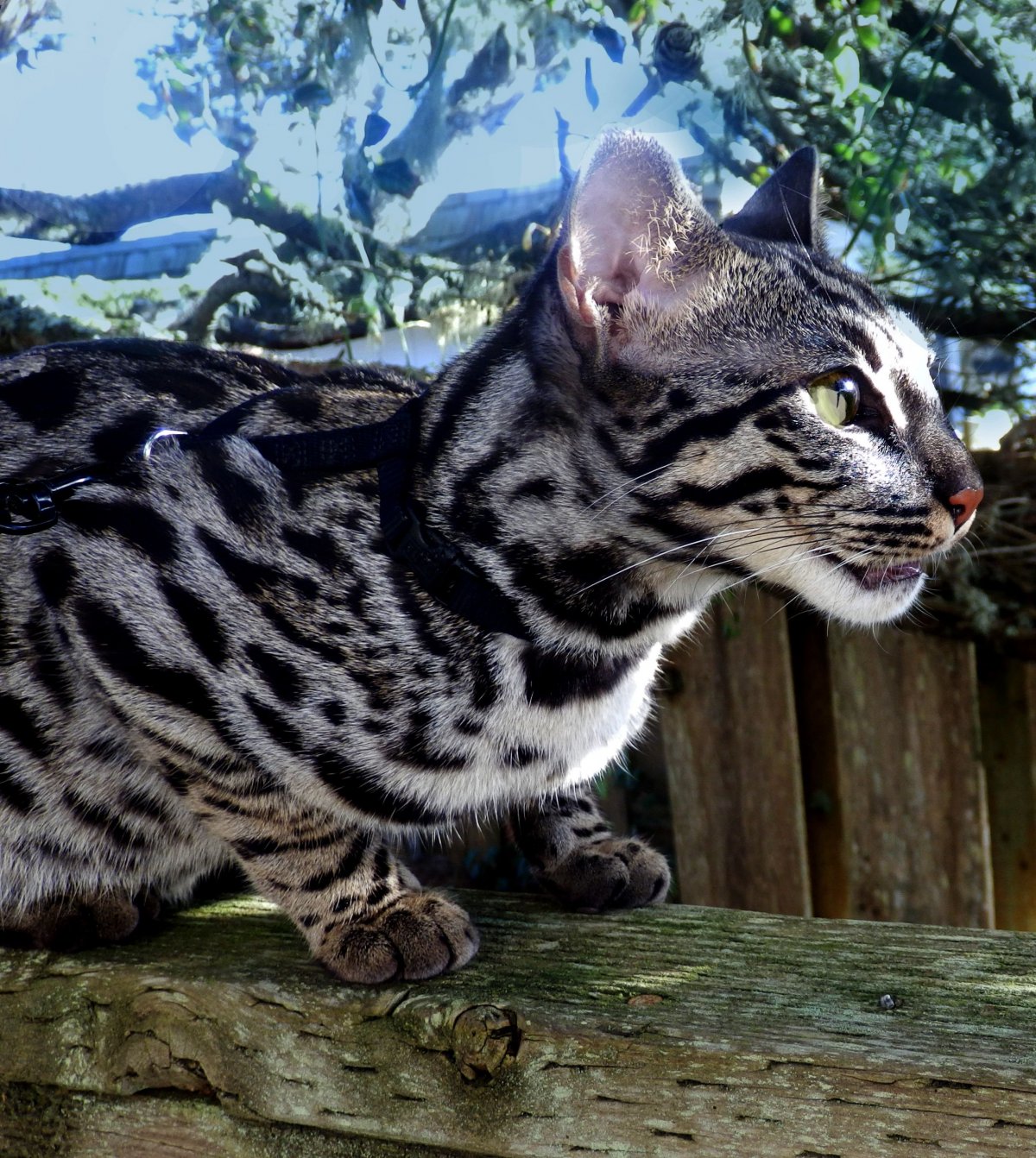 Лысые бенгалы