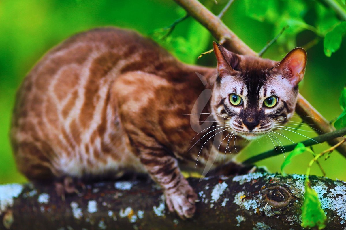 Чаркоал бенгал