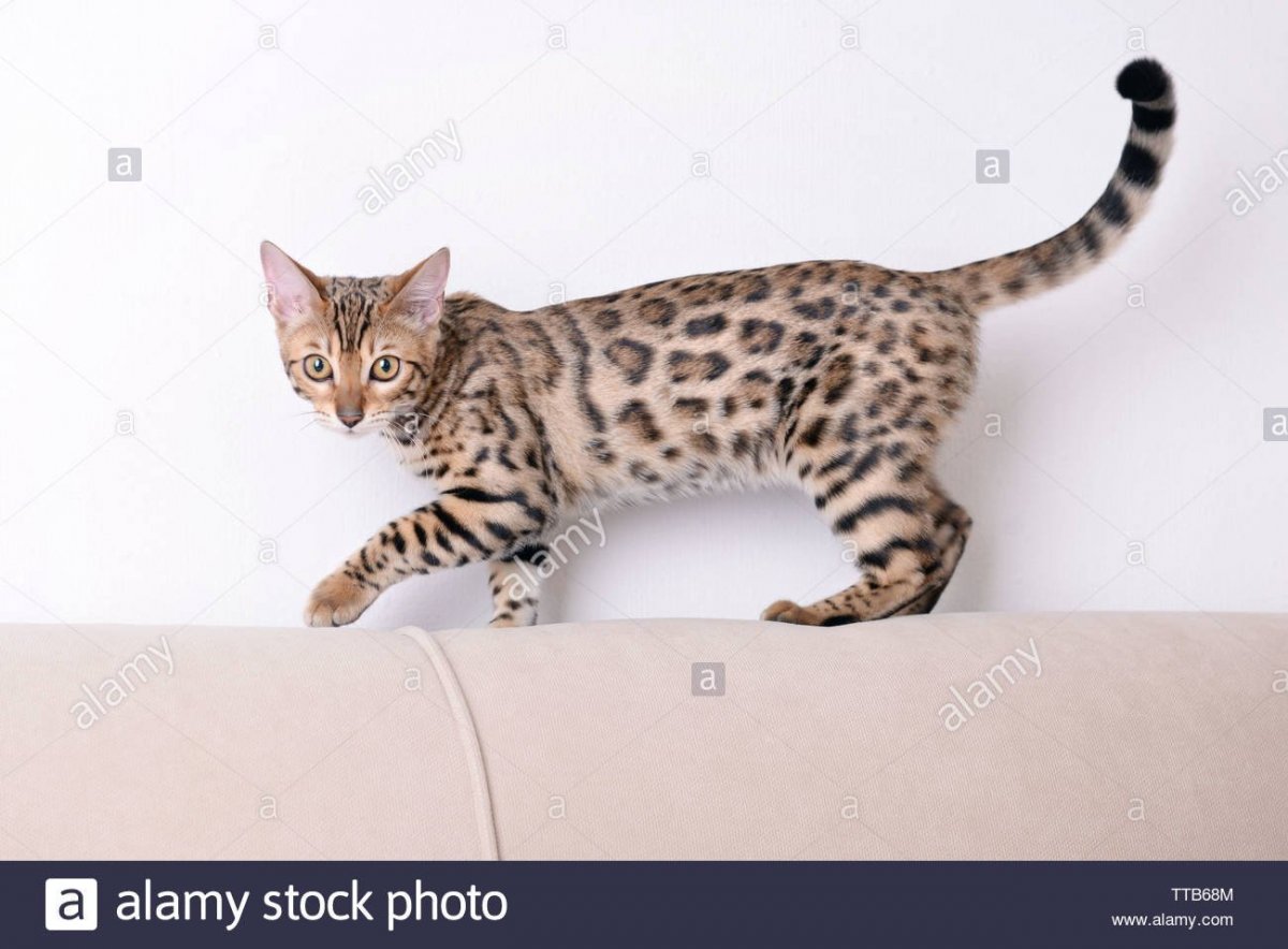 Бенгальская кошка черная