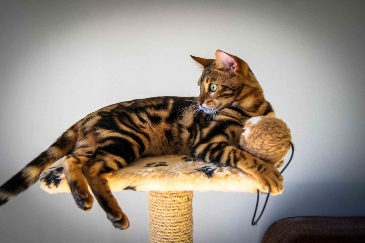 Бенгальская кошка золотистый окрас