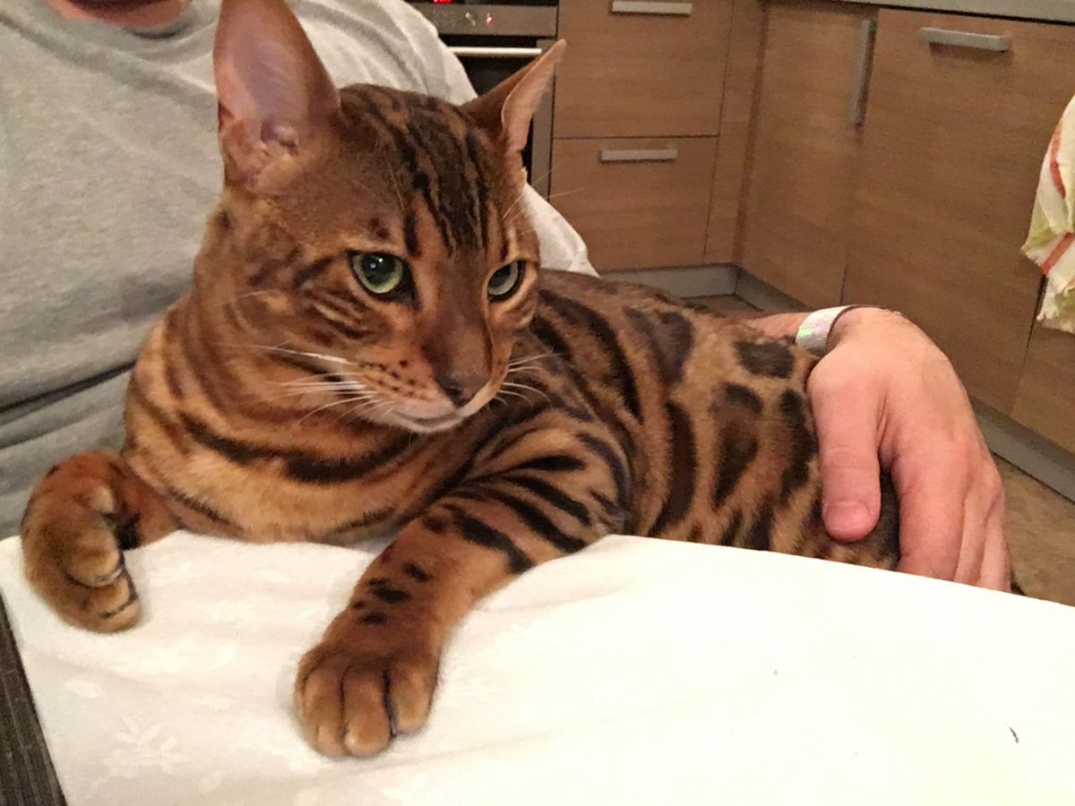 Кошка породы бенгал мраморный