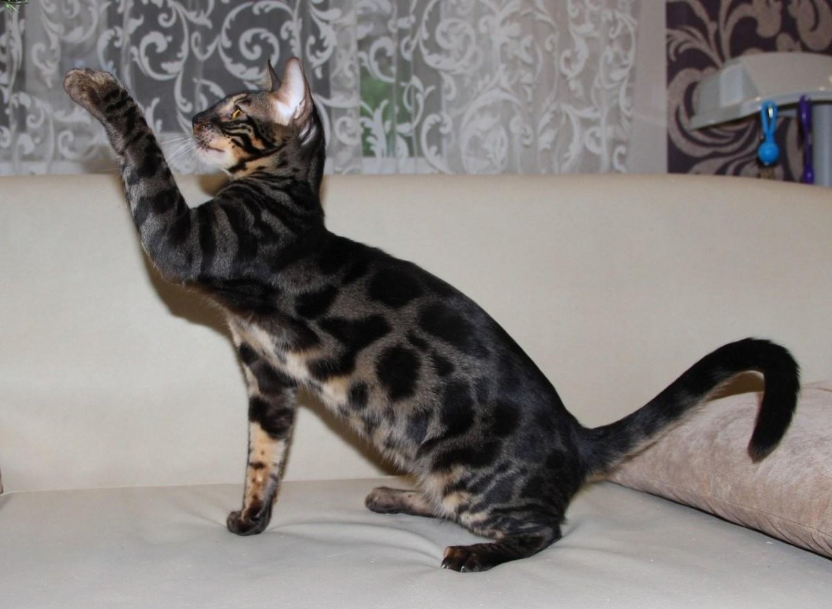 Бенгальская кошка угольный окрас