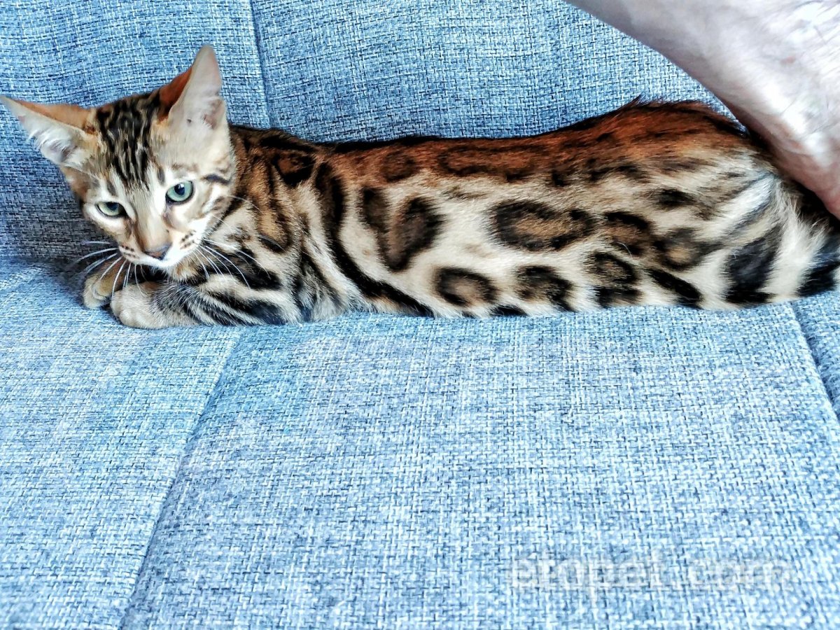 Чаркоал бенгал