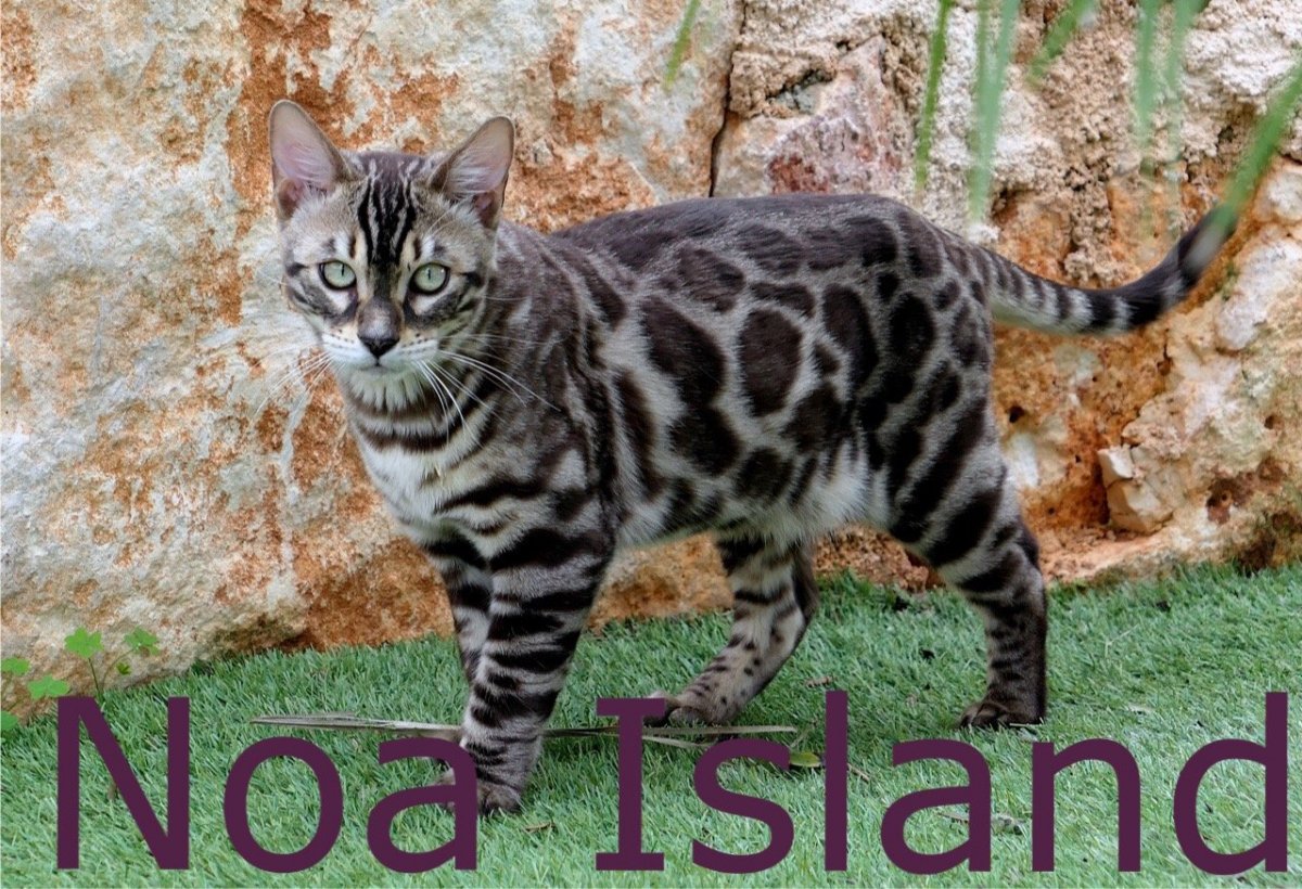 Бенгал Браун