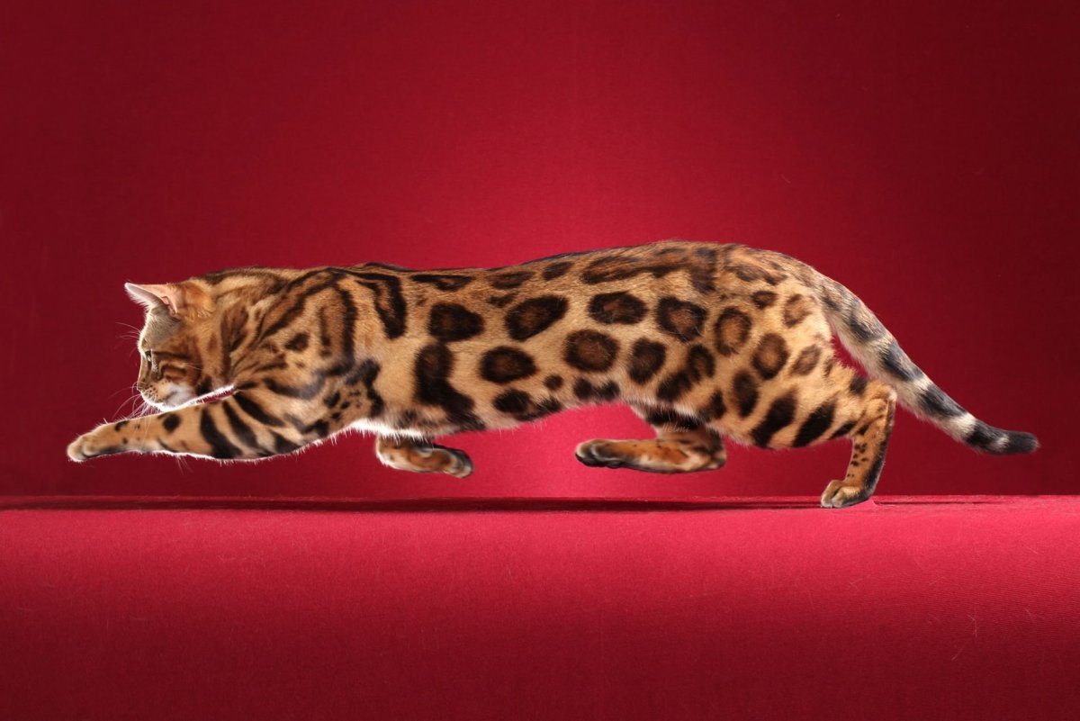 Бенгал Линкс