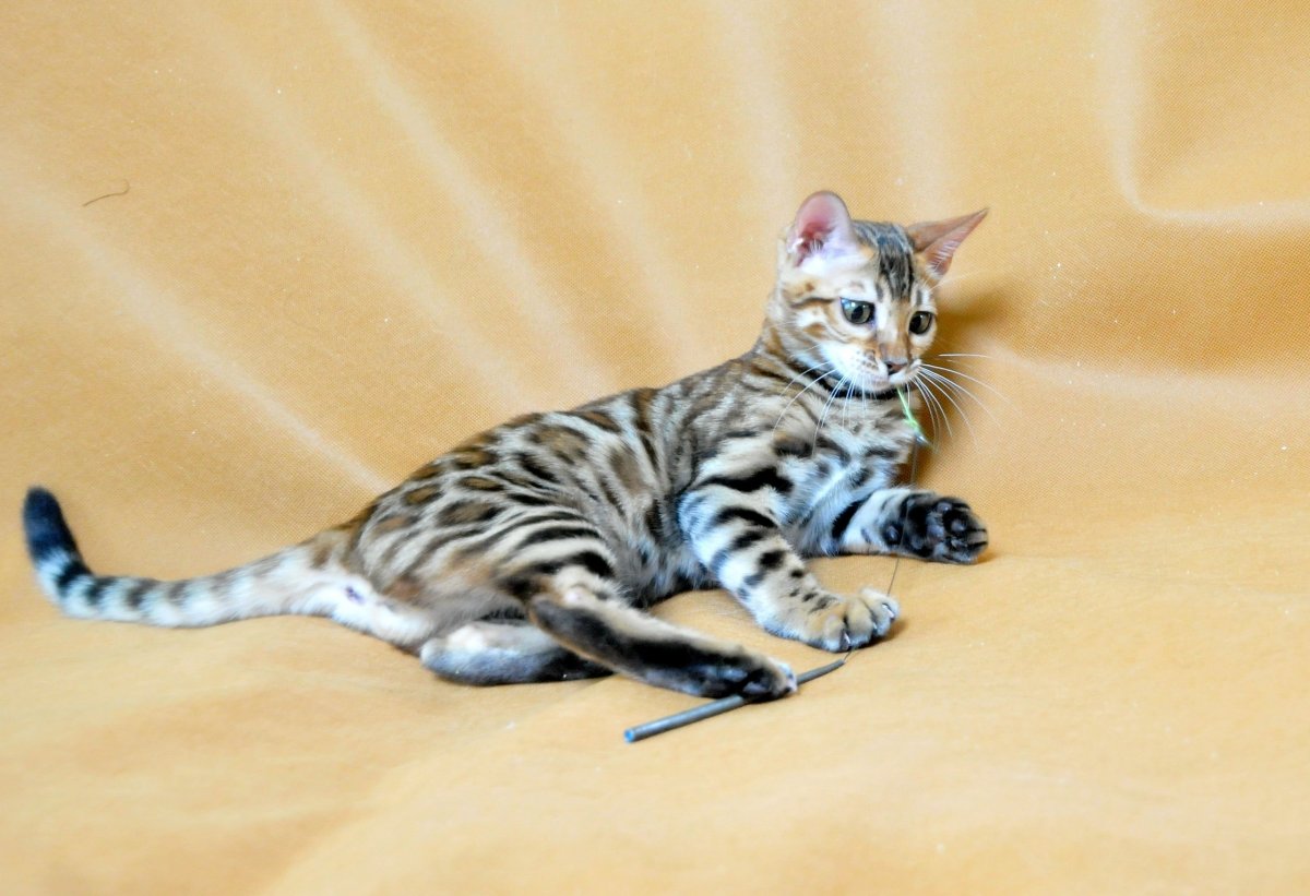 Бенгальская кошка снежный Барс