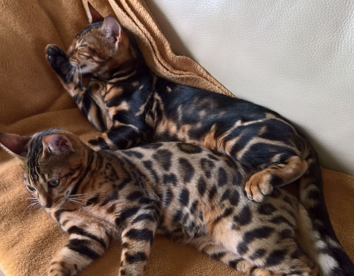 Тойгер бенгал кот