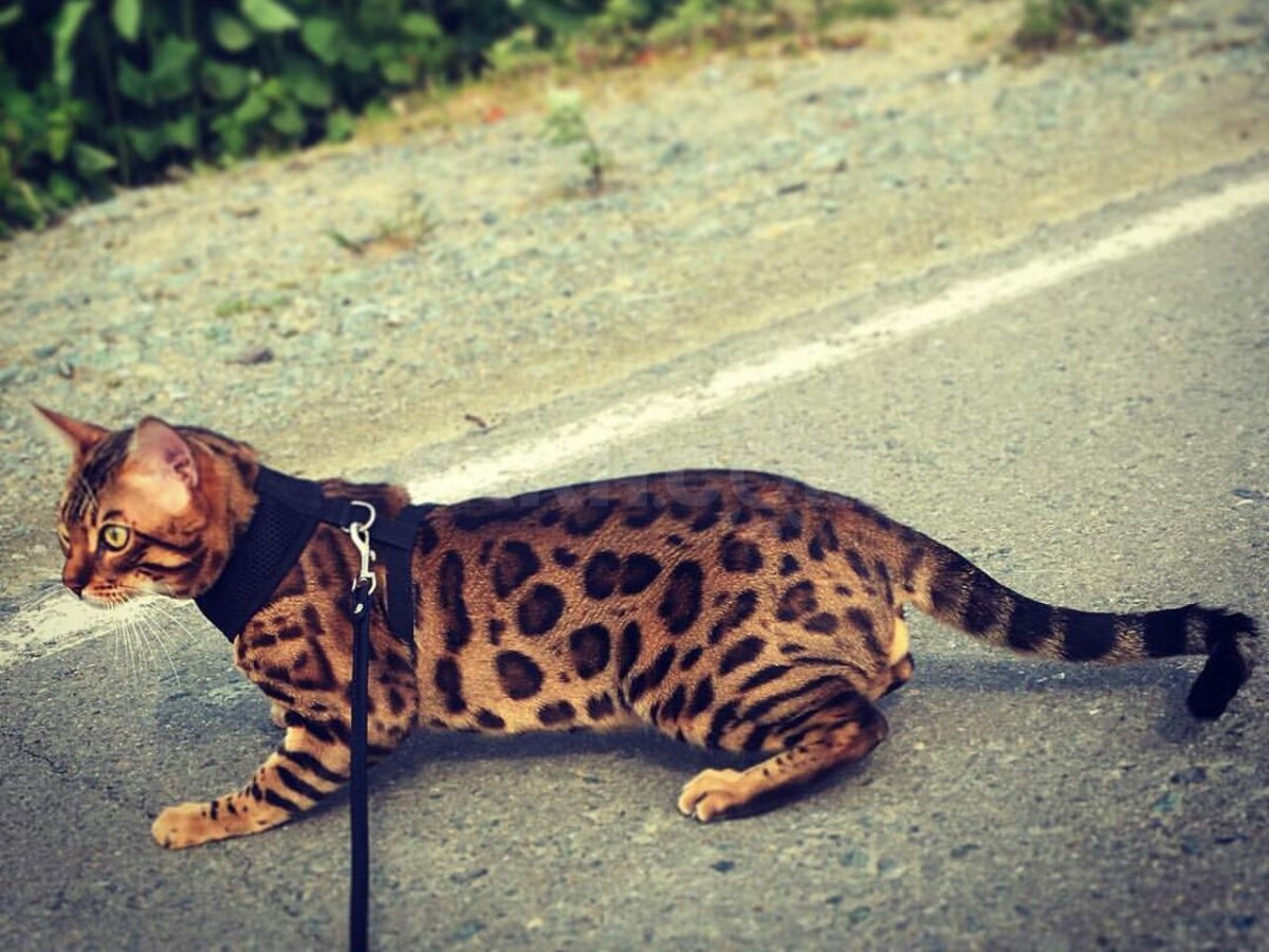 Блю тебби Бенгальская кошка