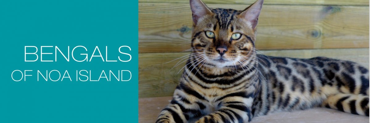 Черный бенгал меланистик