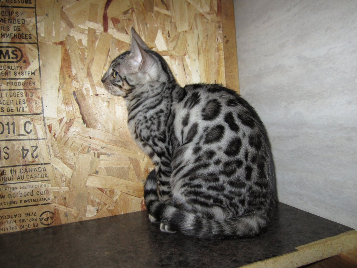 Бенгальская кошка серебристый Марбл