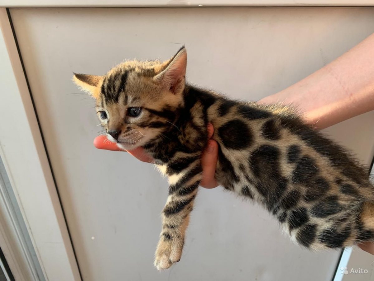 Бенгал и сфинкс