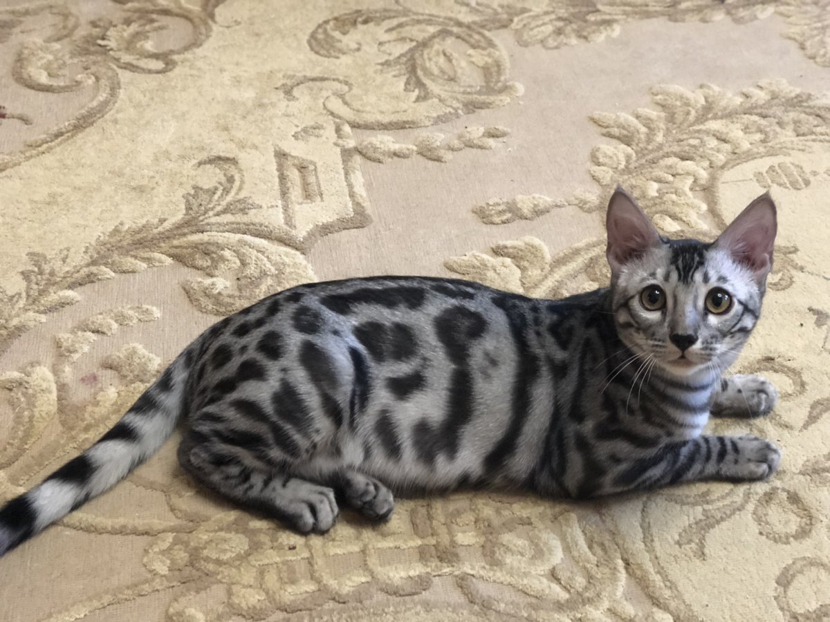 Угольный бенгал (Ben n 24 Charcoal)