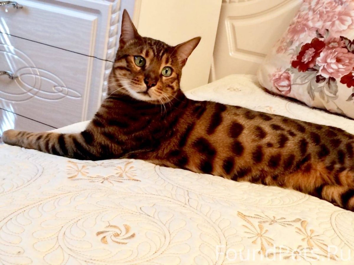 Бенгальский кот Юки