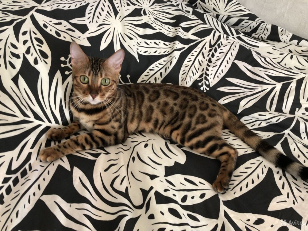 Саванна Ашера бенгал кошка