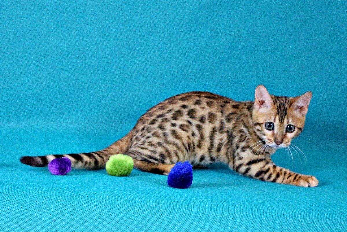 Саванна ф1 кошка