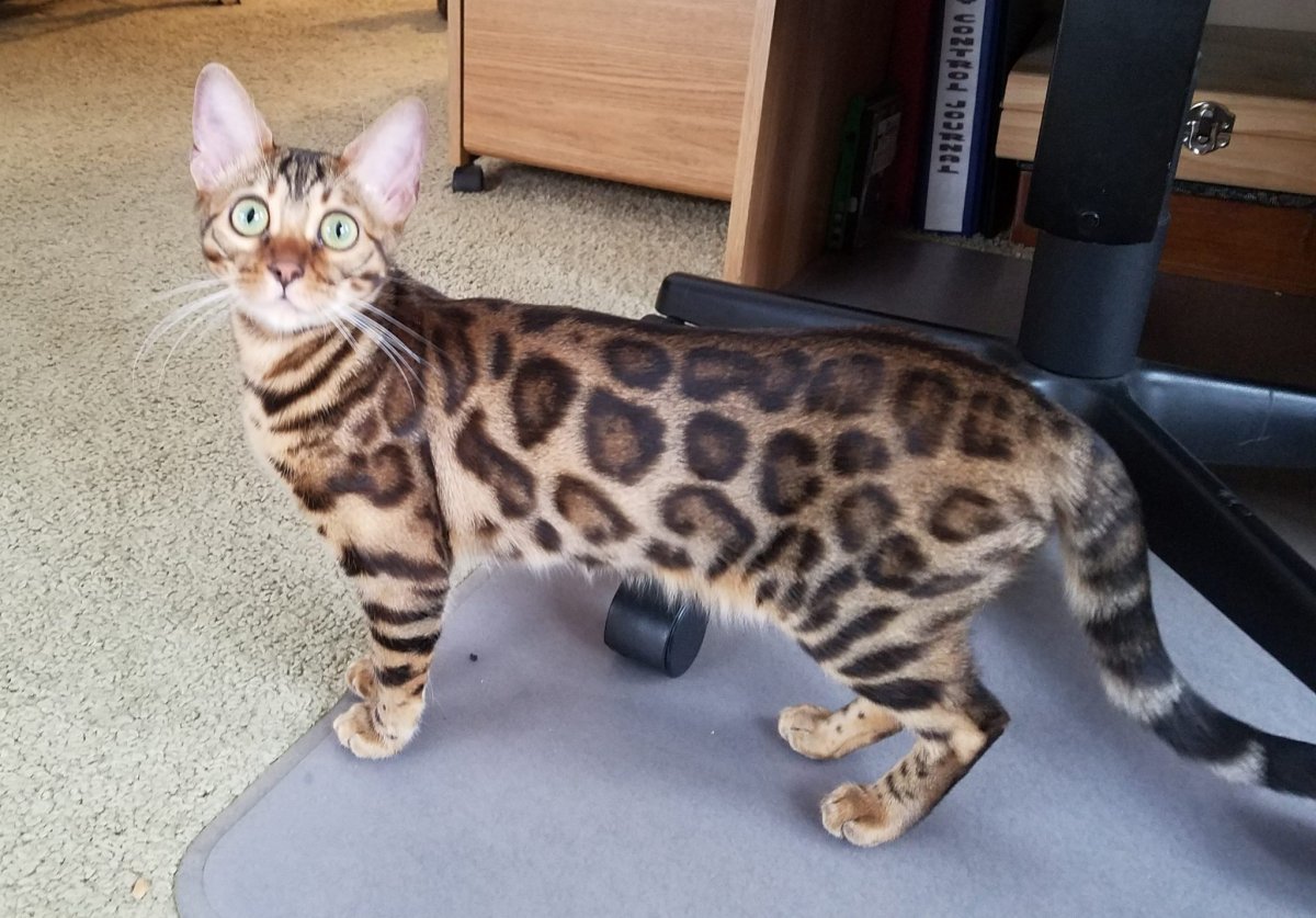 Бенгальский кот Сноу