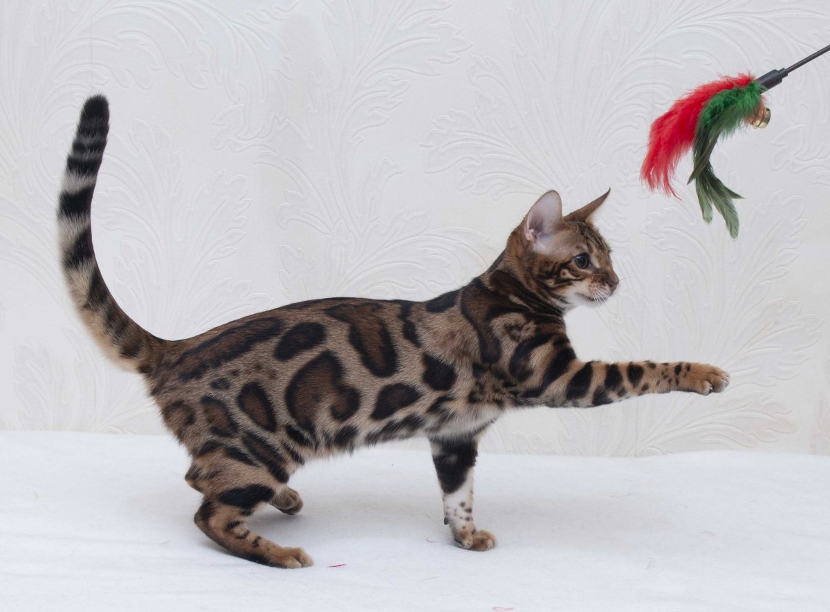 Бенгальская кошка Браун