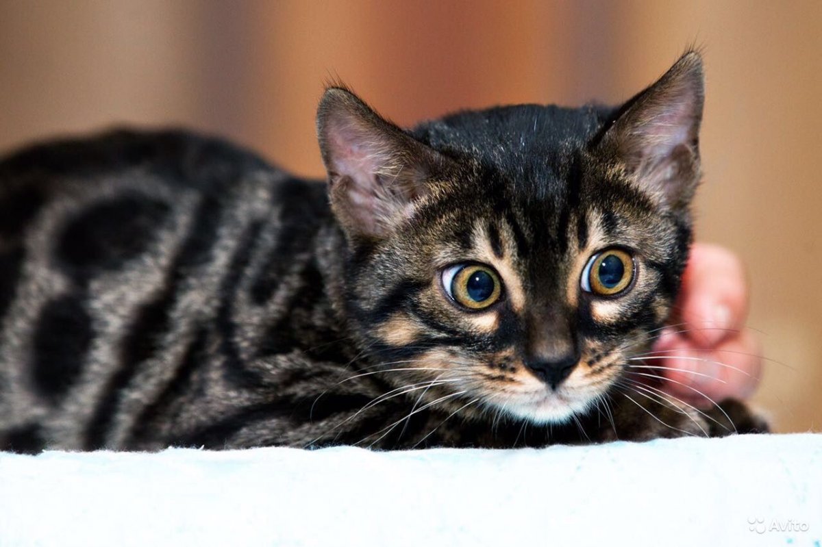 Бенгал розетка уголь