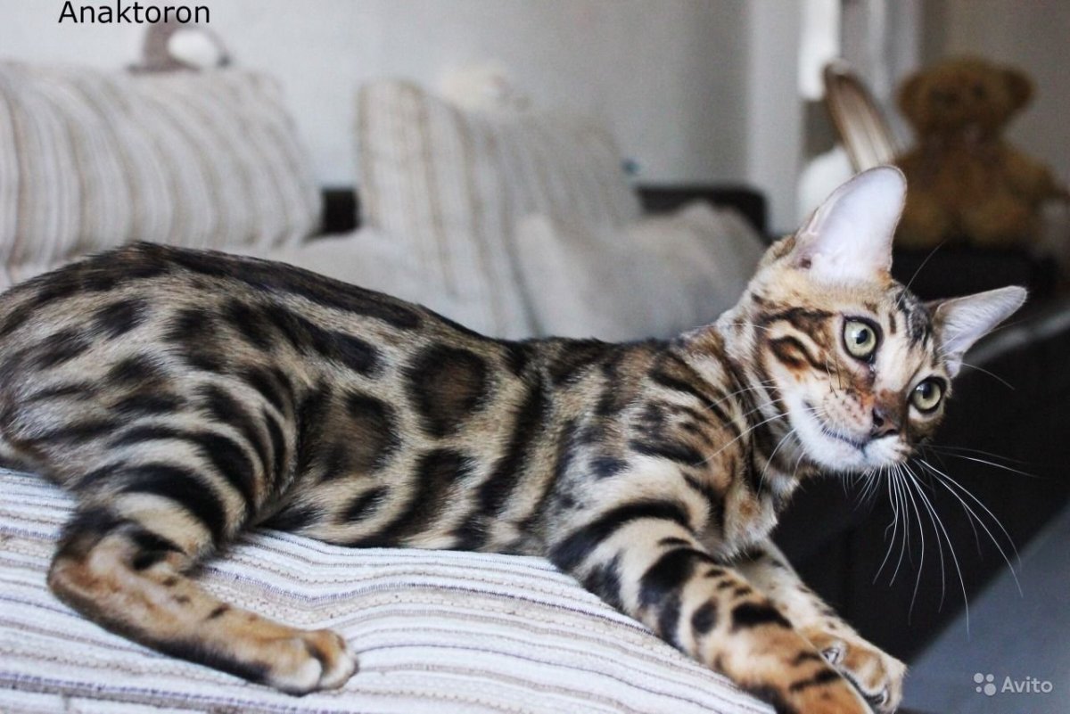 Бенгальская кошка угольный Минск