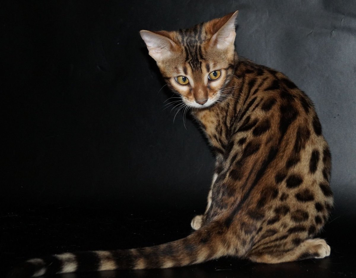 Бенгальские угольные котята