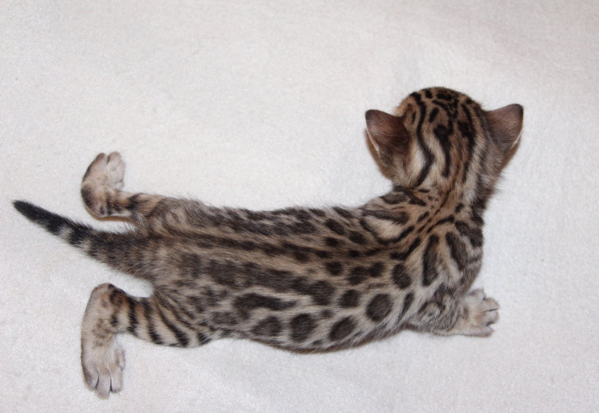 Бенгал угольный серебристый окрас