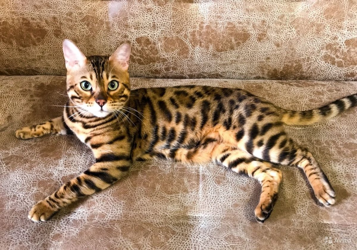 Бенгальская кошка Браун