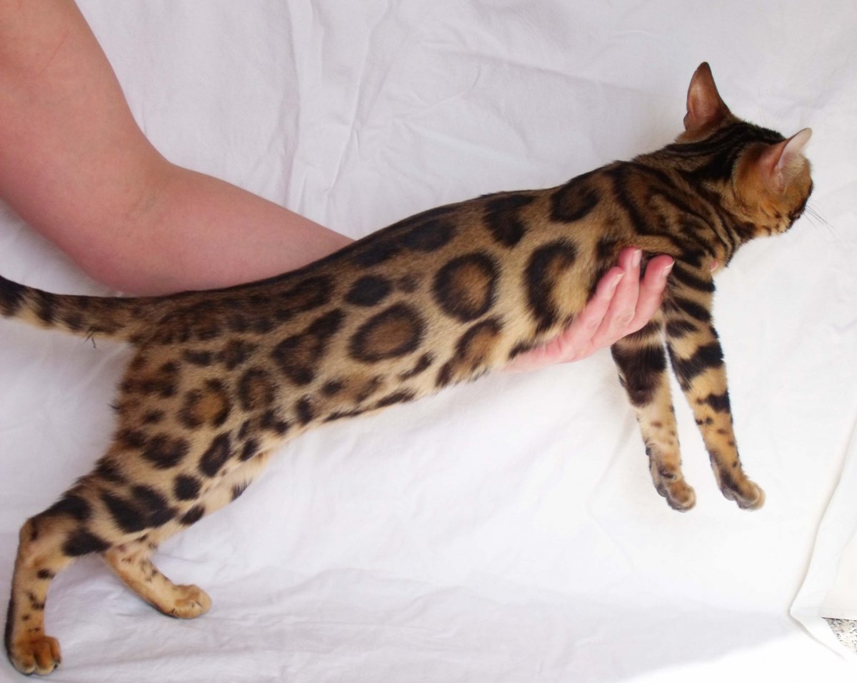 Бен н24 окрас бенгалов