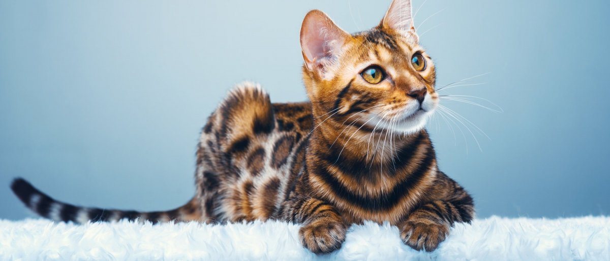 Снежный Линкс бенгал