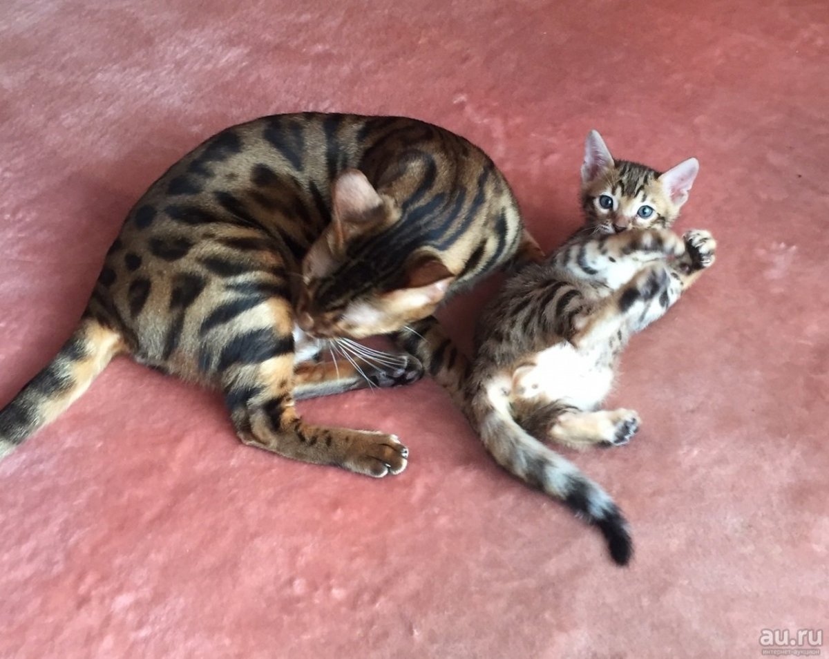 Бенгальская кошка Браун