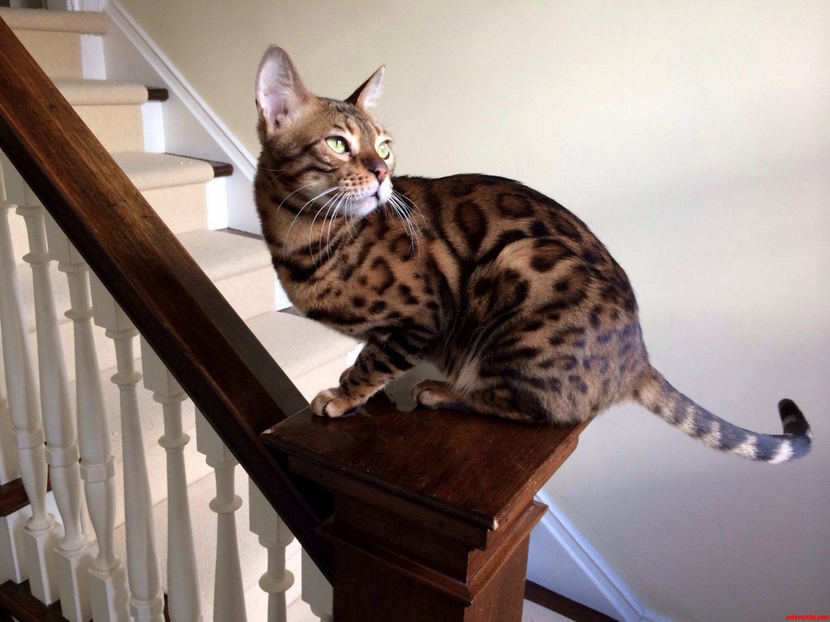 Блю тебби Бенгальская кошка