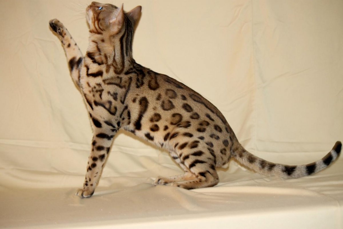 Кот бенгал черный