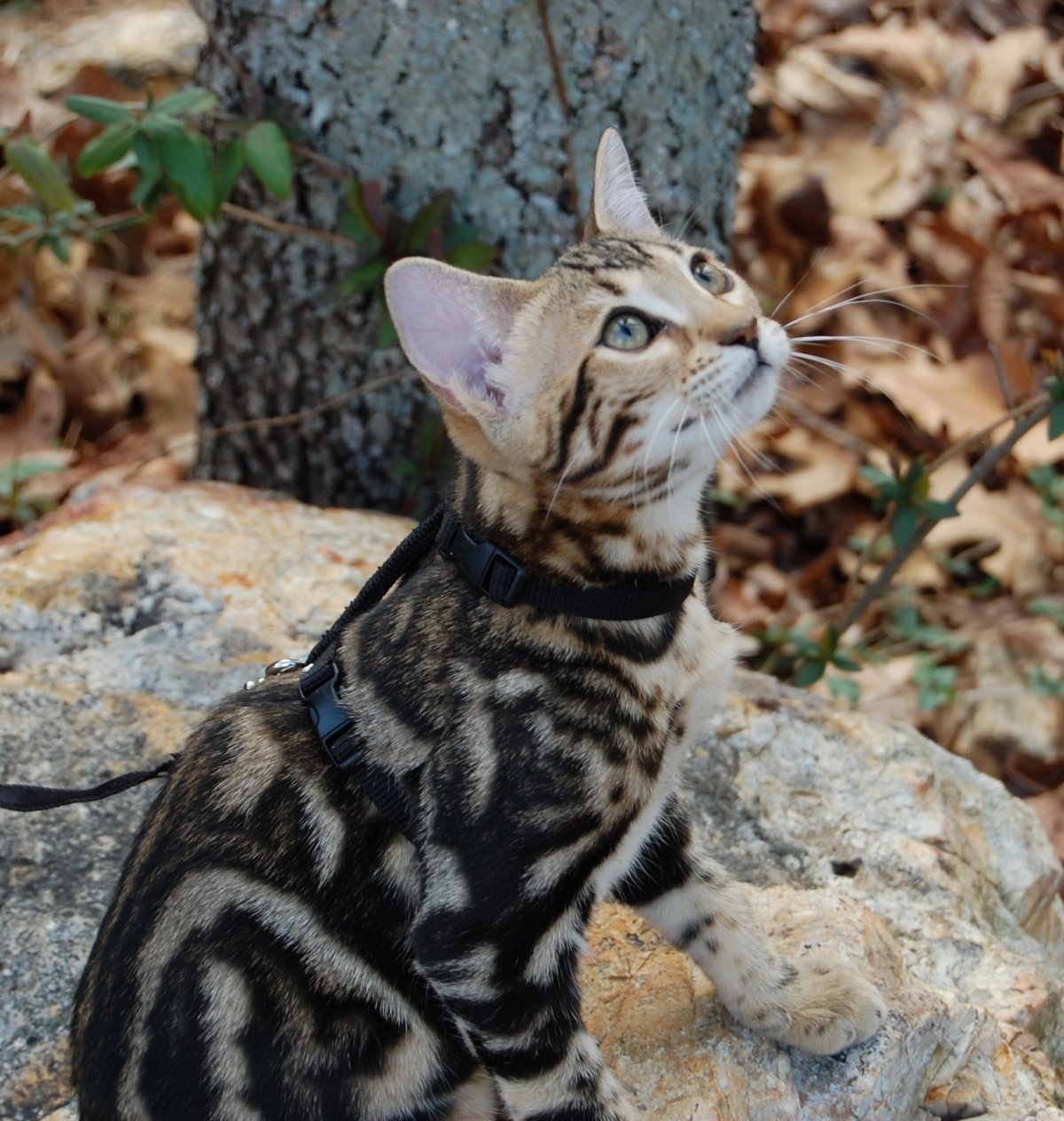 Шуба из бенгальской кошки