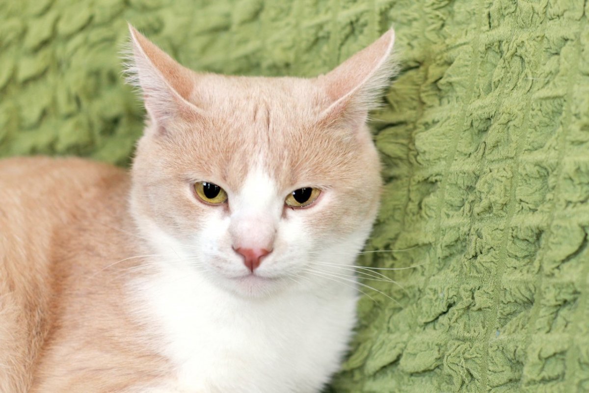 Персиковый кот порода