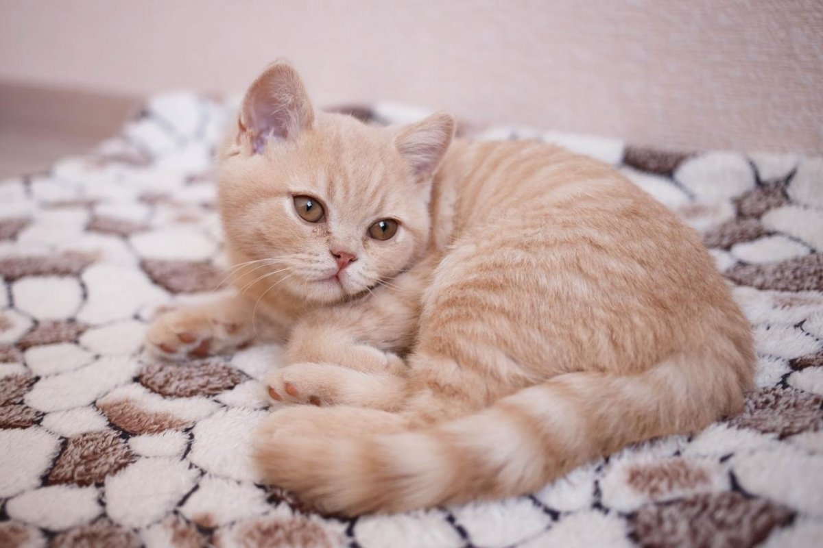 Британская короткошёрстная кошка персиковая