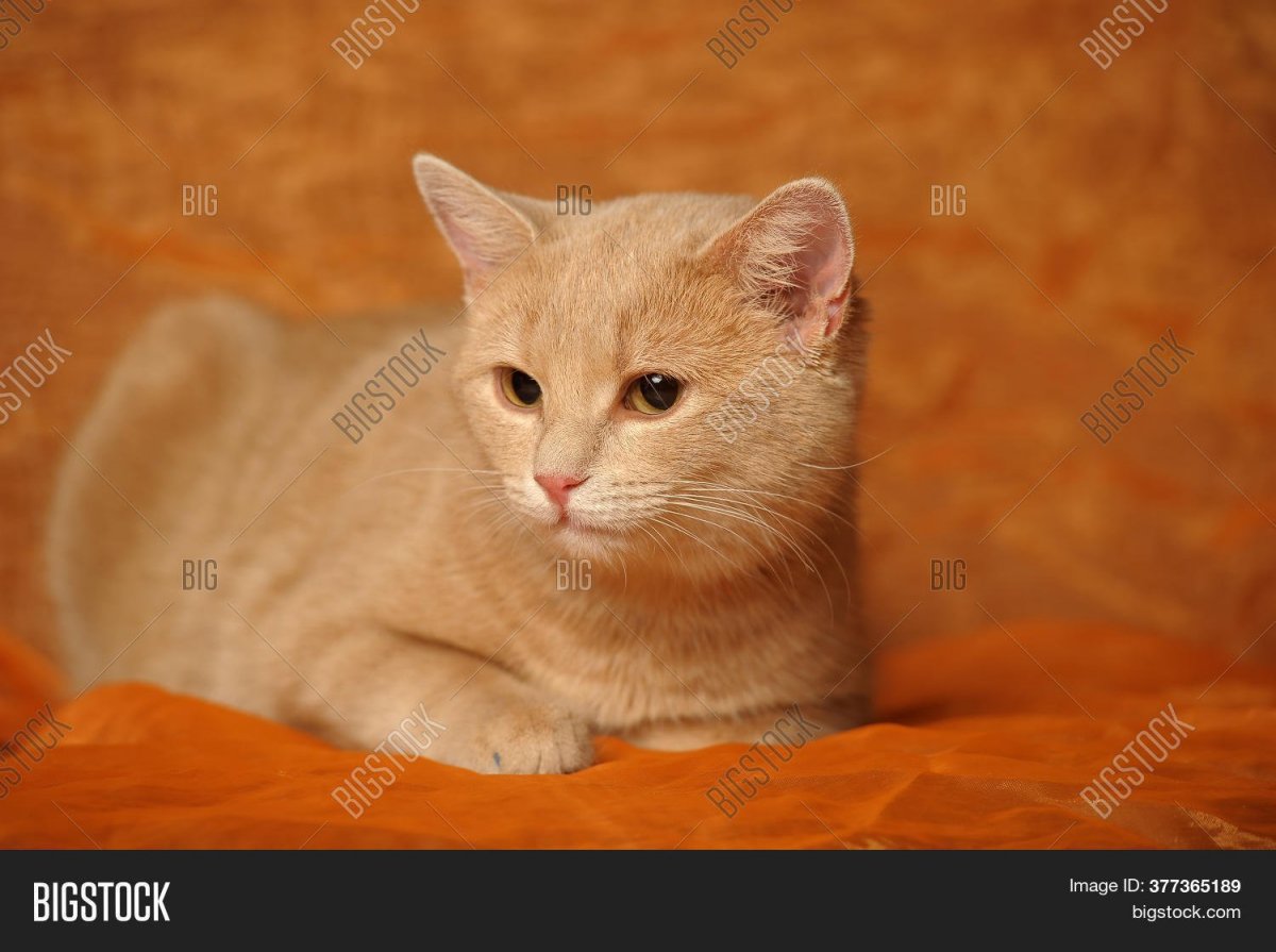 Сибирский гладкошерстный персиковый