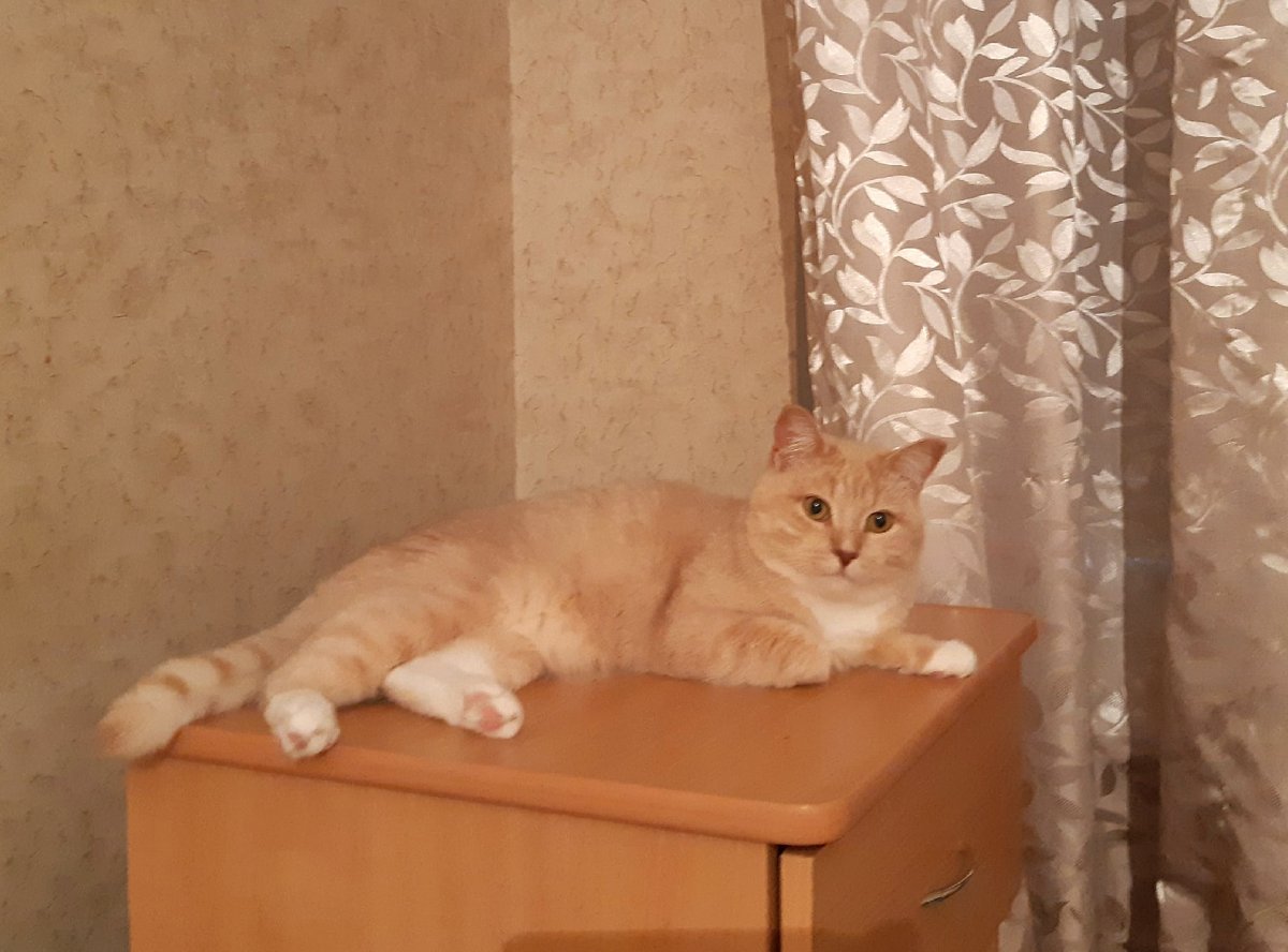 Персиковый кот окрас примета